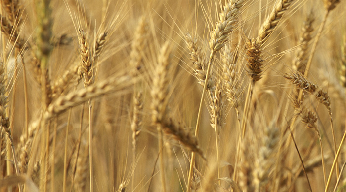 Compte Agricole