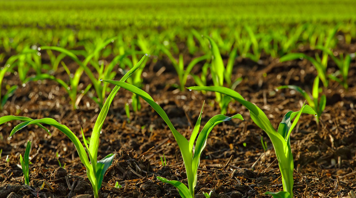 Chaînes de Valeur Agricoles : Interface et Tripartite